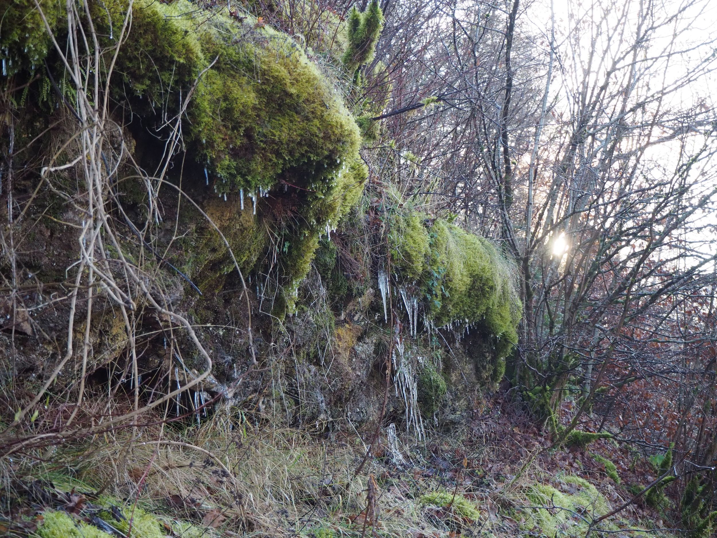 The undergrowth in the Ellergronn nature reserve during winter; along the wayside, green mossy areas are joined by brown leaves, roots and the silhouettes of leafless trees