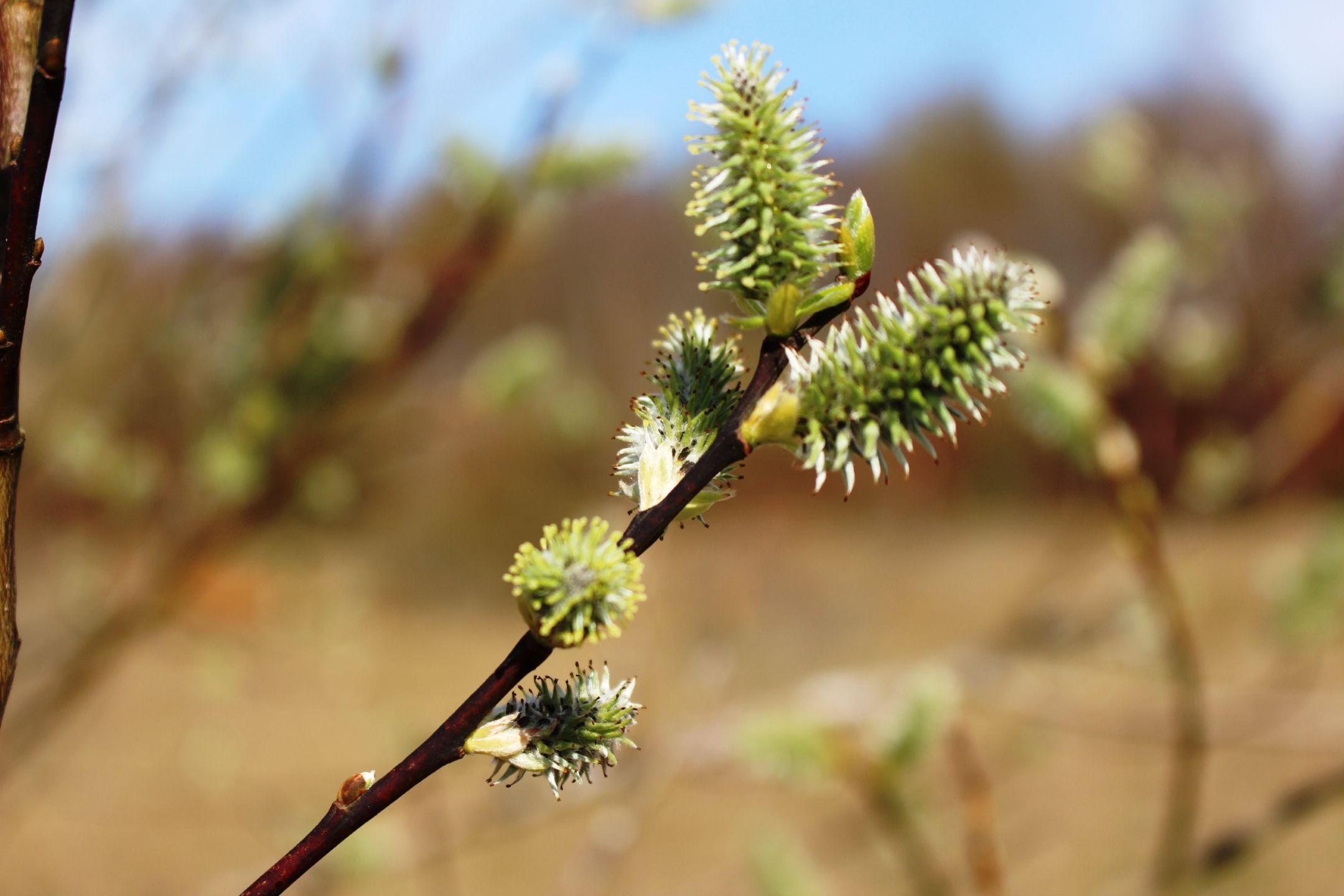 A closeup of blooming buds during spring on one of the Minetts nature reserves. The characteristic red topsoil can be seen in the background.