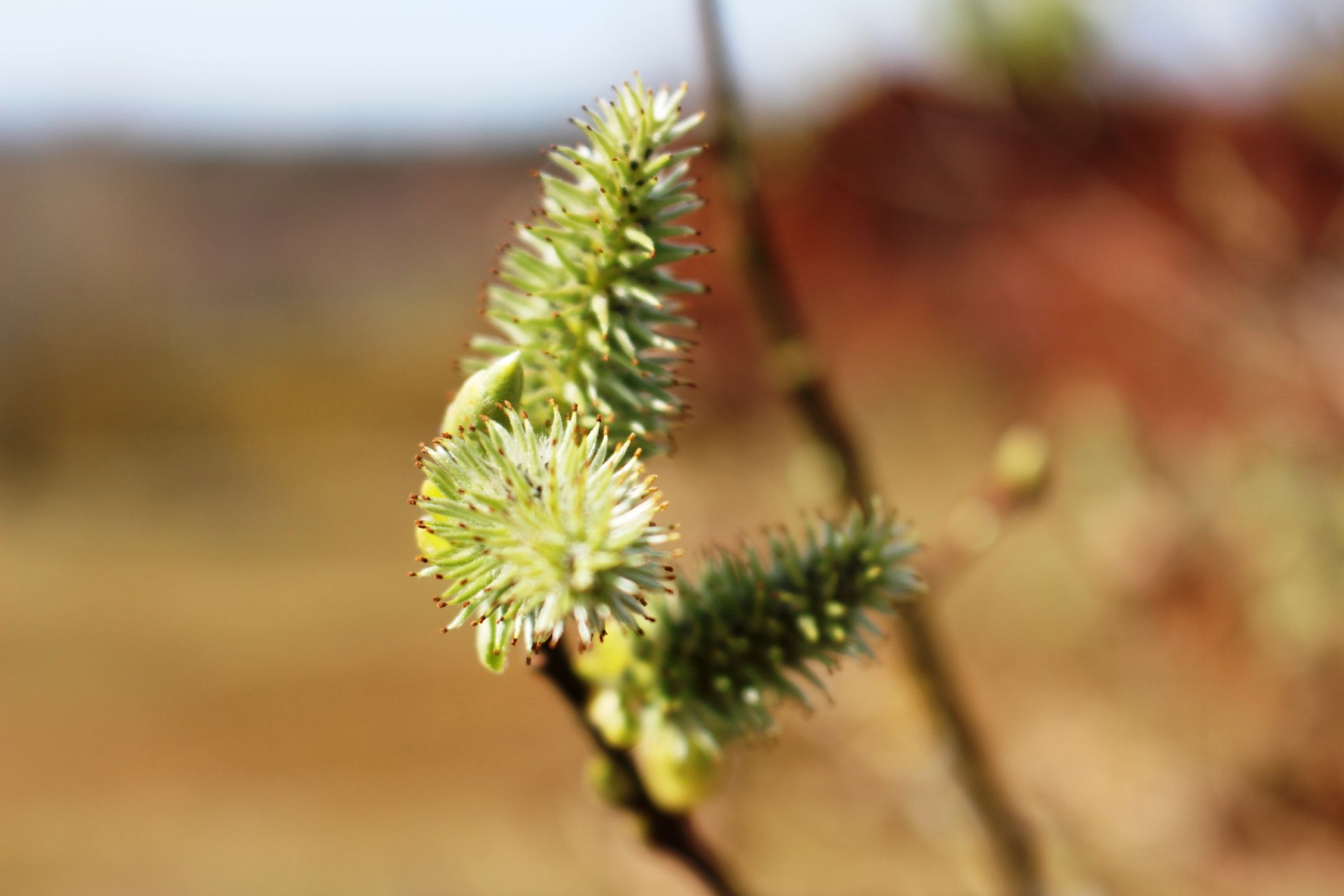 Nahaufnahme von blühenden Knospen in einem Naturschutzgebiet. Der charakteristische Rote Boden ist im Hintergrund sichtbar.