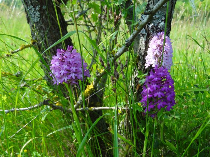 Nahaufnahme von pink-violetten Orchideen inmitten einer grünen Wiese im Frühling